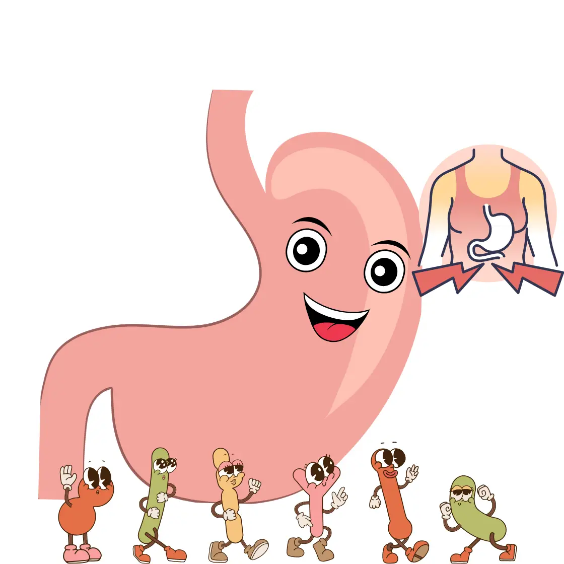 Reduced Digestive Discomfort