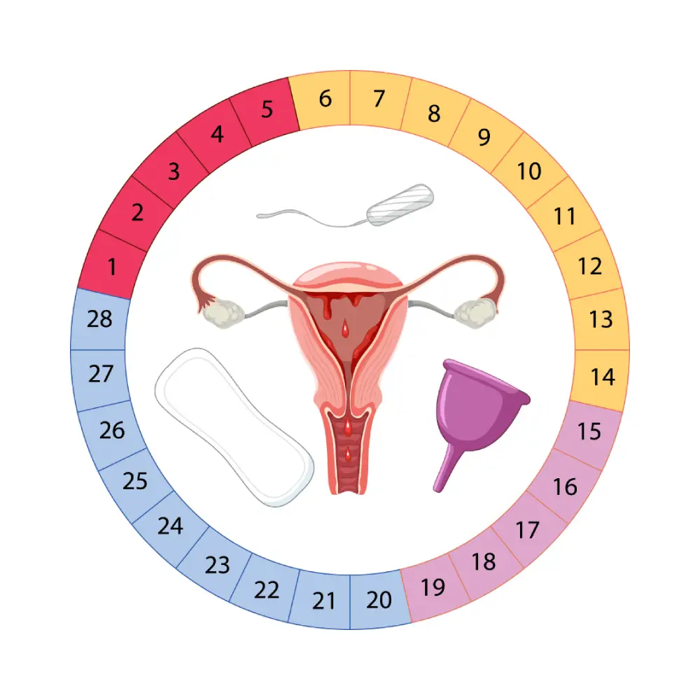Regular Menstrual Cycle